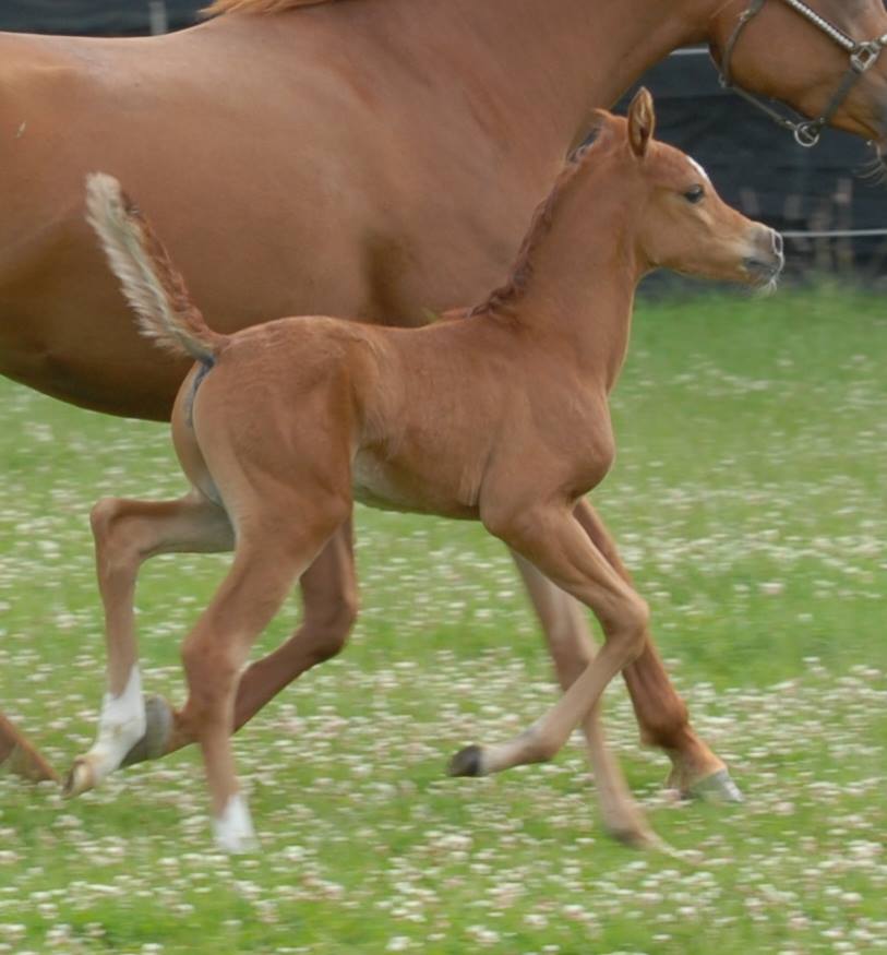 10436218_332535730234181_6225523582666038027_n