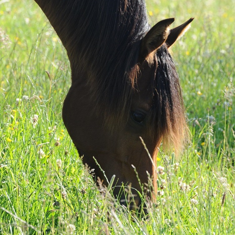 cropped-arw_8253b-e1512475601611